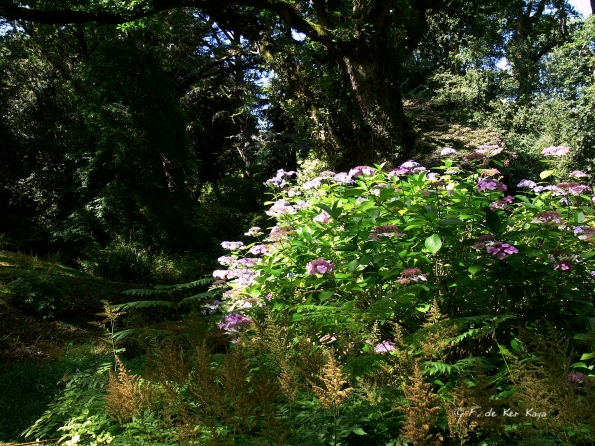 Bois des Moutiers  (67) Summer 2012